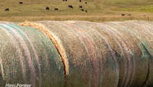 2HayDays_ph