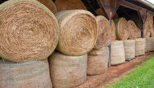 2HayStretch_ph