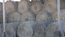 2Hay_ph