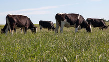2HeiferGrazing_ph