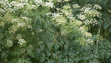 2Hemlock_ph