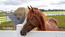 2HorseHay_ph