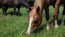 2Horses_ph