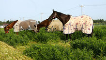 2Horses_ph