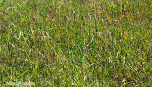 2JGrass_ph