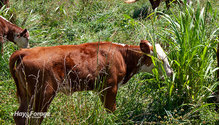 2Johnsongrass_ph