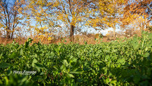 2LateFall_ph