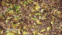2LeafLoss_ph
