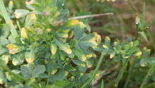 2Leafhoppers_ph