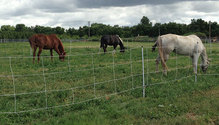 2LegumeHorse_ph