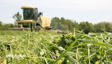 2MeadowFescue_ph