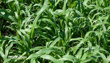 2Millet_ph