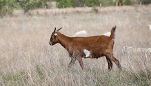 2MixedGrazing_ph