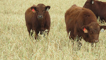 2OatBrassica_ph