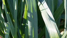 2Oats_ph