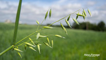 2Oats_ph