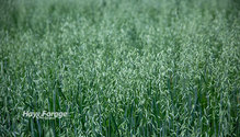 2Oats_ph