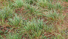 2Orchardgrass_ph