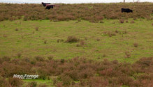 2PastureBreak_ph