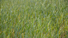 2PlantGrowth_ph