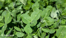 2RedClover_ph