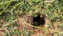 2Rodenticide_ph