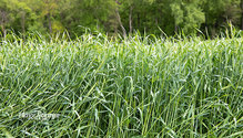 2Rye_ph