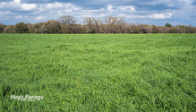 2Ryegrass_ph