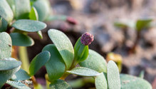 2SeedCoating_ph