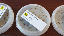 2SeedFert_ph