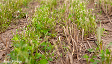 2SeedGreen_ph