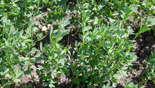 2Seedings_ph