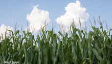 2Silage_ph