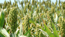 2Sorghum_ph