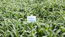 2Sorghum_ph