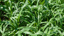 2Sorghum_ph