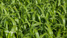 2Sorghum_ph