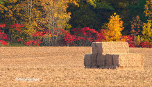 2Soybean_ph
