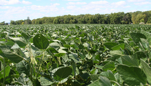 2Soybeans_ph