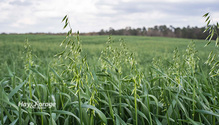 2SpringForage_ph