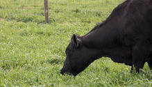 2SpringPasture_ph