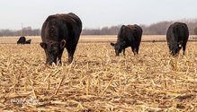 2Stalks_ph