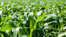 2Sudangrass_ph