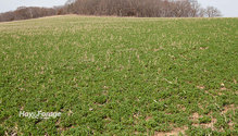 2SurveyAlfalfa_ph