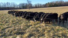 2TallFescue_ph