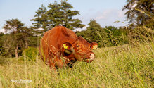 2TallFescue_ph