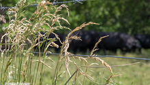 2TallFescue_ph