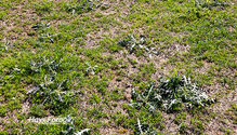 2ThinPasture_ph