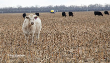 2VolunteerCorn1_ph