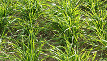 2WWheat_ph